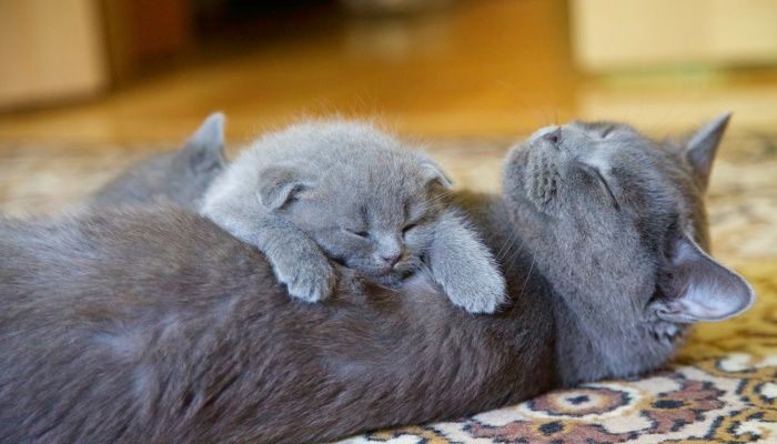 Вязка британский прямоухий