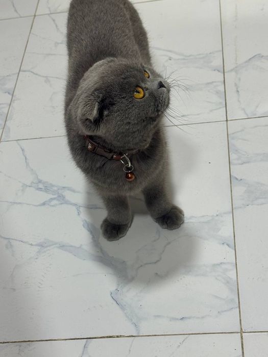Scottish fold sotiladi
