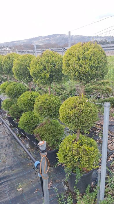 Plante ornamentale pentru gradina