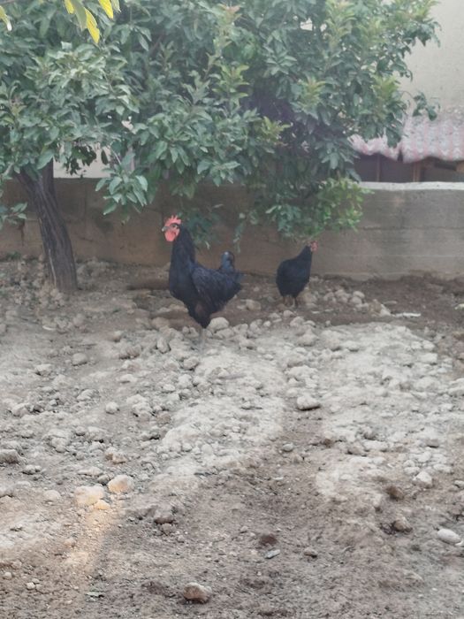 Xoʻroz bilan tovuq  tuhumda 1 yosh. Zoti  avstralop tozasi