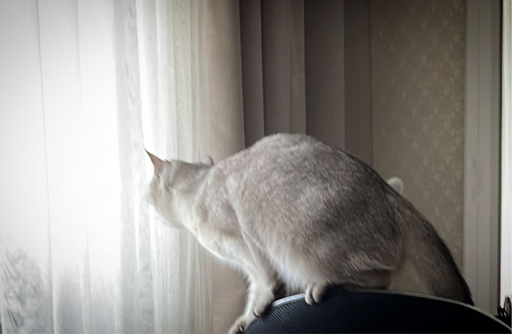 Отдам в хорошие руки