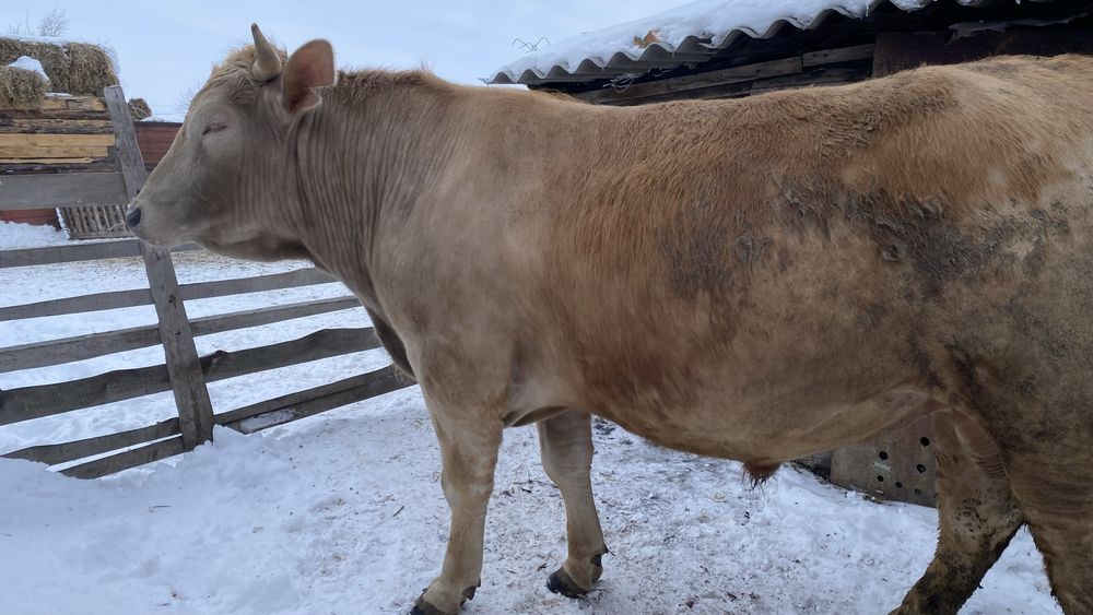 Продам быков на откорме