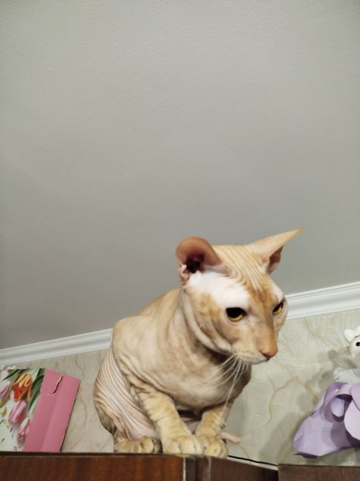 Вязка кота сфинкса