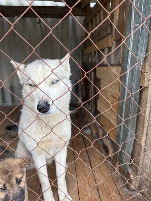 Отдам в хорошие руки