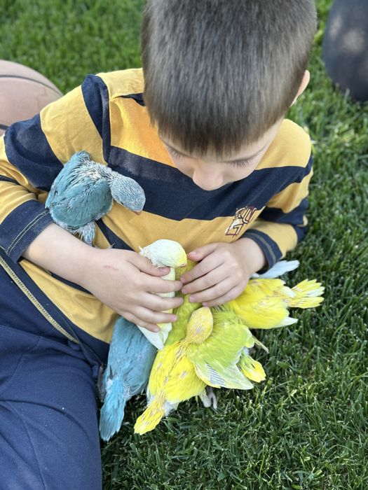 Papagali vorbitori puiuti blanzi micul alexandru calugari