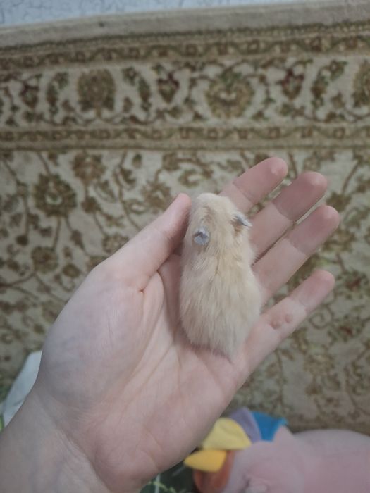 хомяк сирийский продам