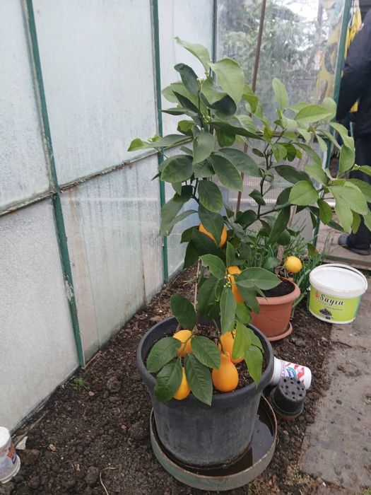 Дърво-лимон………..