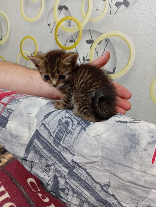 Отдам в добрые руки кошечку!