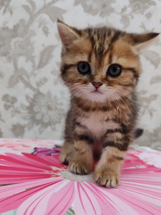 Продаются котята 150 $