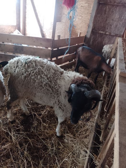 Berbec doorper și un țap alpin freancez