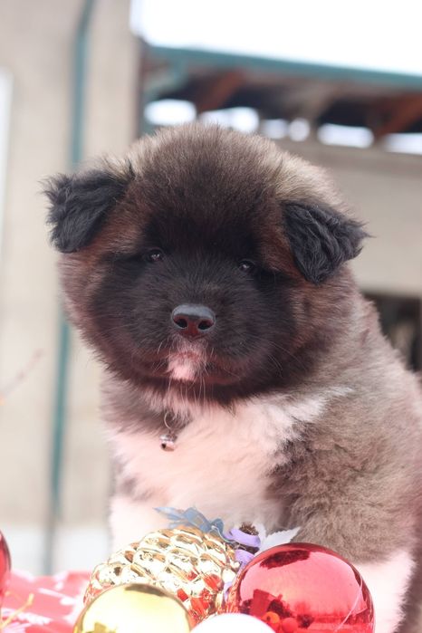 Щенки Американской Акиты