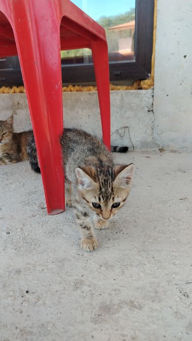 Подарява Котенца
