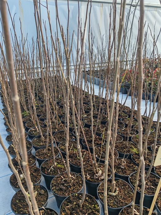 Японски клен Atropurpureum (Acer palmatum); Magnolia Susan