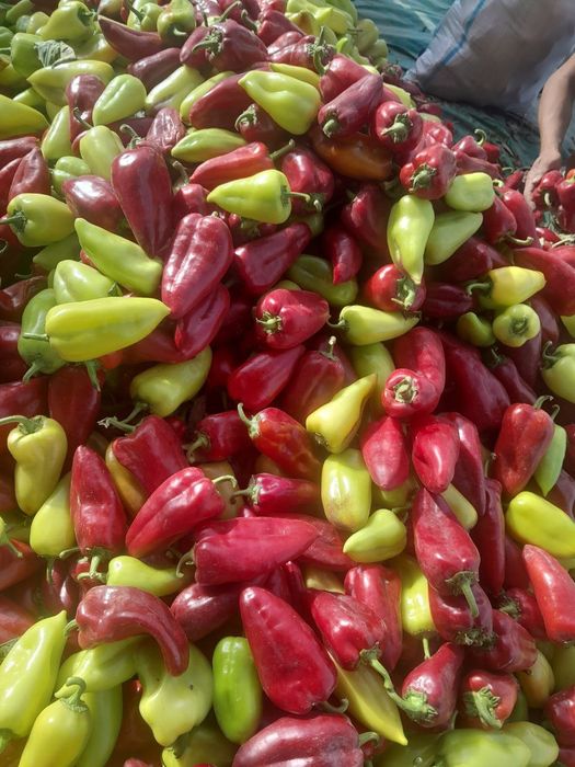 Balgarski urug Super lassika