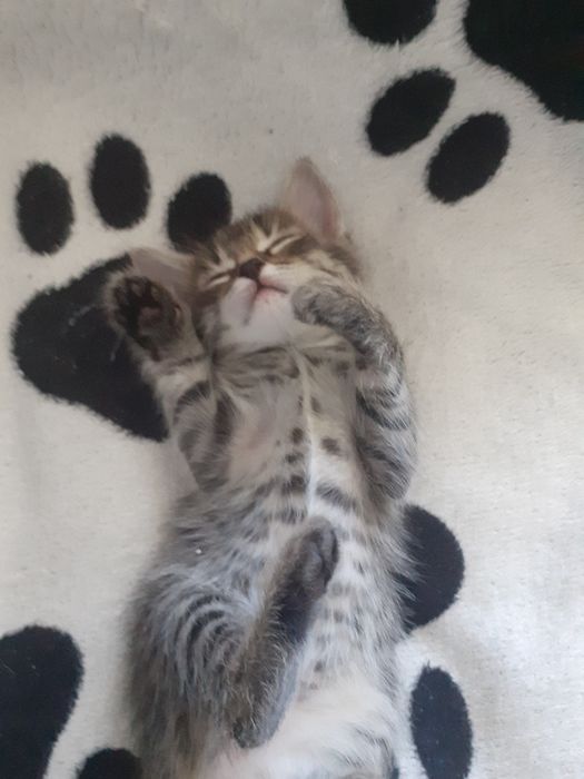 Кошка 1 месяц девочка