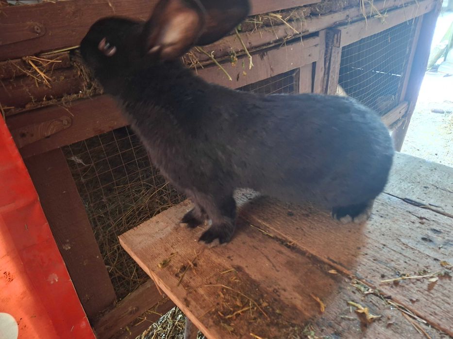 Mascul Janet de fluture german isi cauta o casuță noua