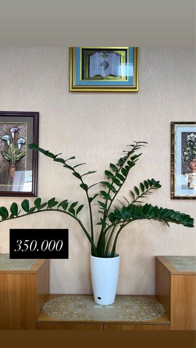 Уй ва офис учун гуллар