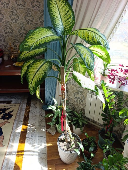 Цветы очень хорошо выста 1.5