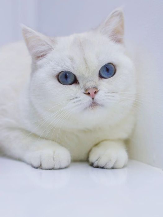 котята бриташки очаровашки