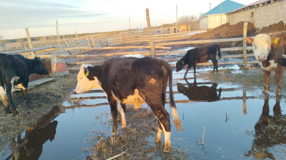 Продам бычка одного  бычка и телочку.