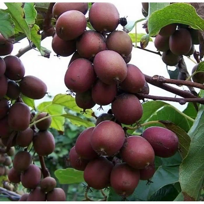 Pomi Exotici (Soiuri De Kiwi )