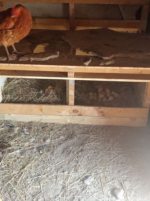 Домашние  куры молодки