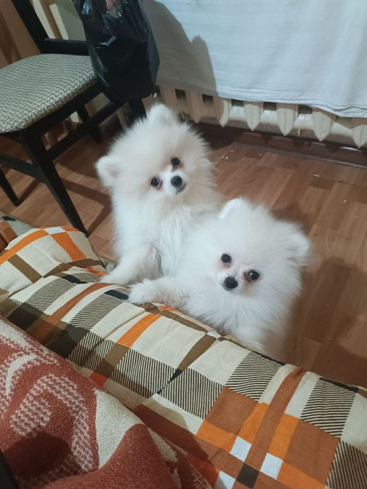 Памеранский Шпиц срочно