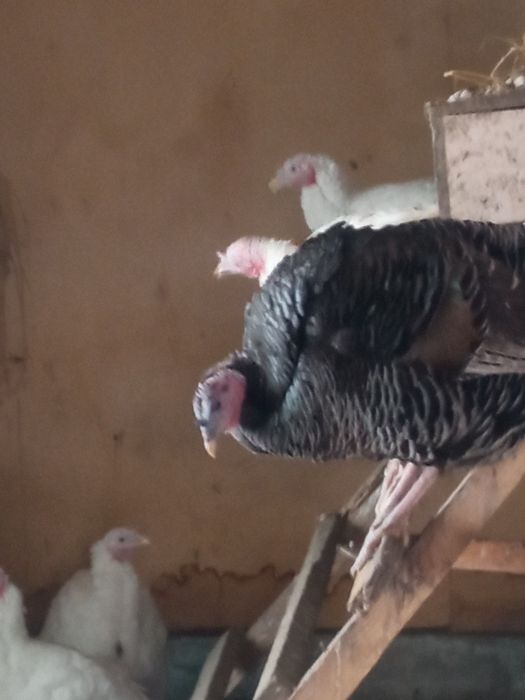 Индюки продам один индюки и девять индюшек .