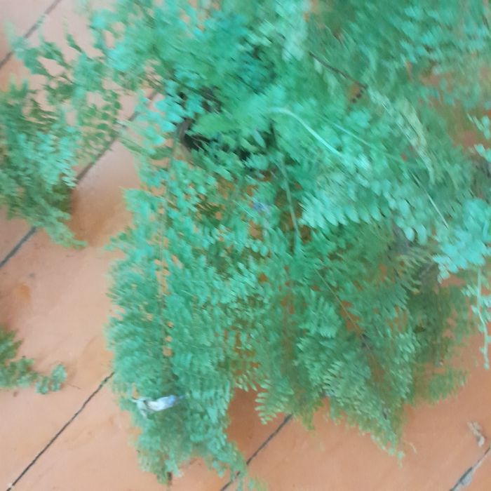 Папоротники  пушистые