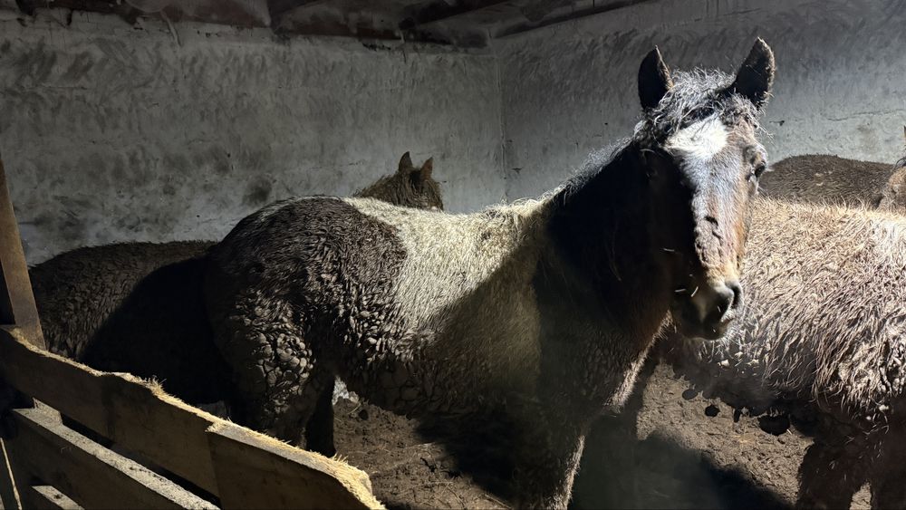 Тай откорм жылқы конина