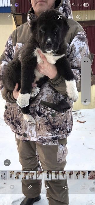 Продам щенка САО