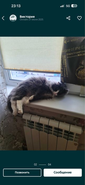 Пропал кот!!! Дети очень ждут друга
