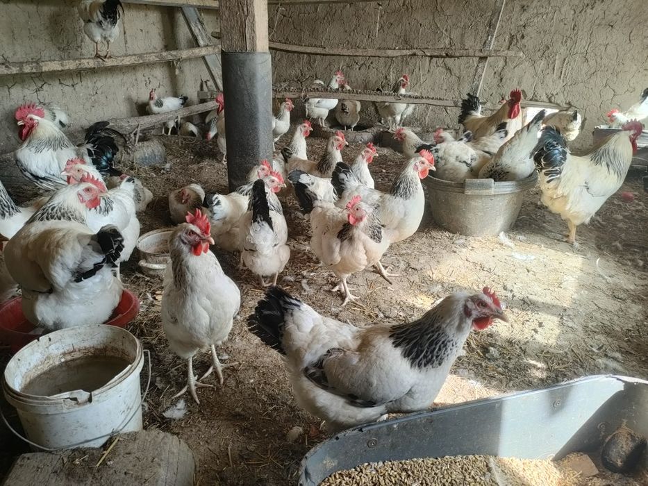 Адлер Яйцо инкубациялык