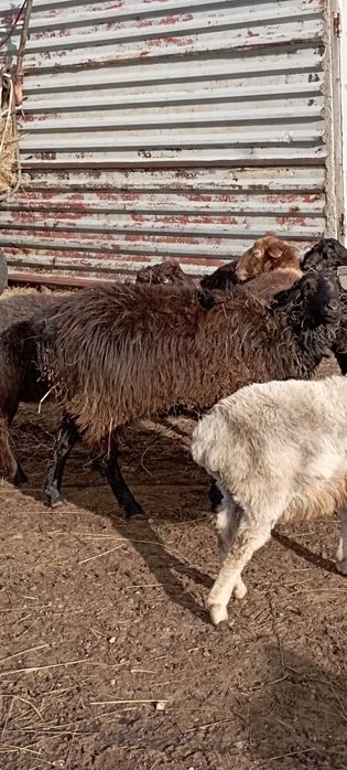 Кошқарлар сатылады қой қошқар