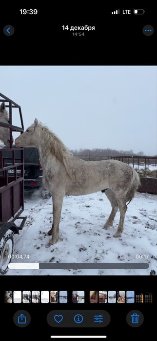 Жеребец,Айгыр или обмен предлогайте