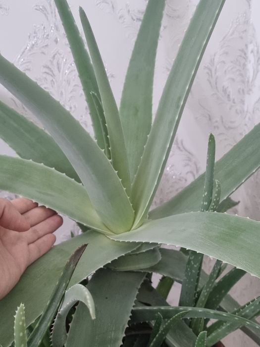 Алоэ емге арналган 5 жылдык для лечение