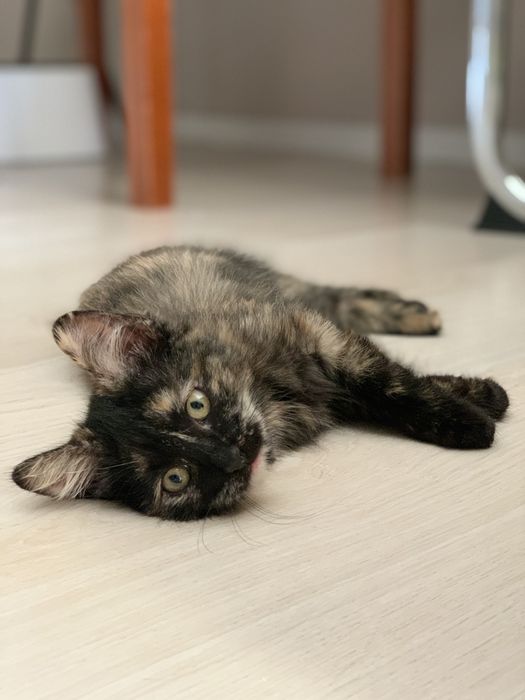 Очаровательная девочка, котенок.