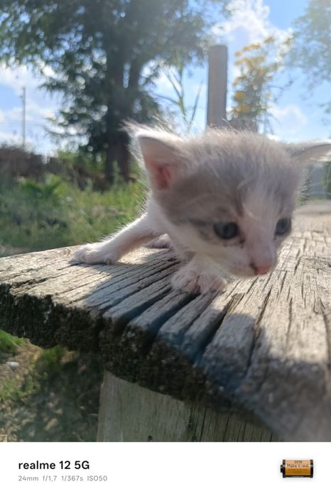 Отдам котят в добрые руки