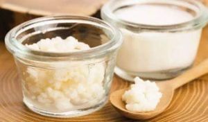 Молочный гриб тибетский