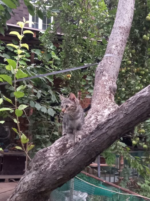 Котёнок бесплатно