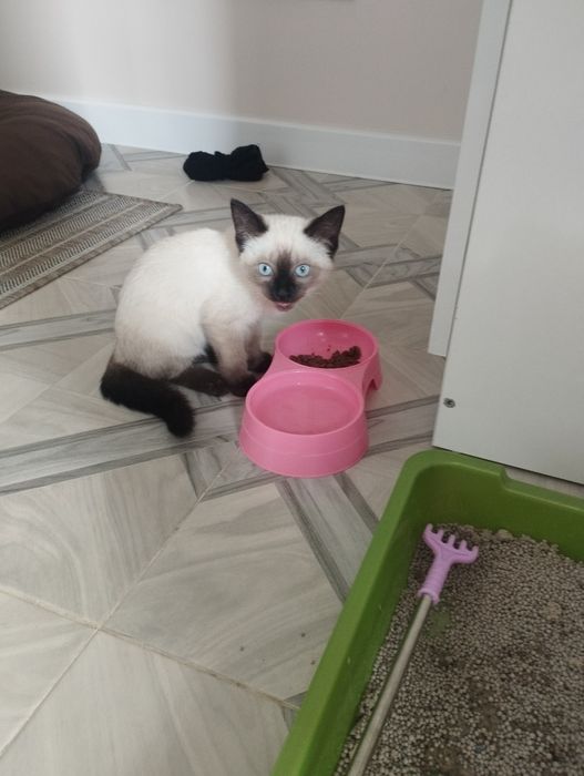 Котята сиамскии породы