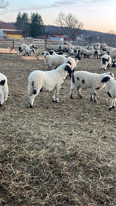 Miei de paste de vanzare