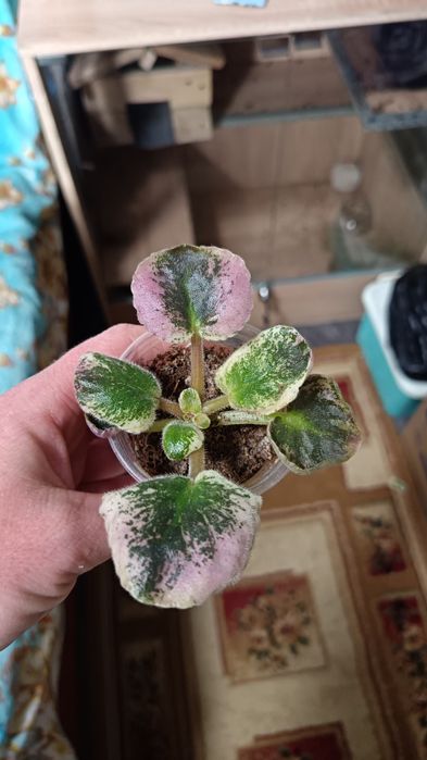 Сортовые фиалки от 300