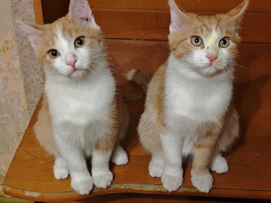 Котята бесплатно