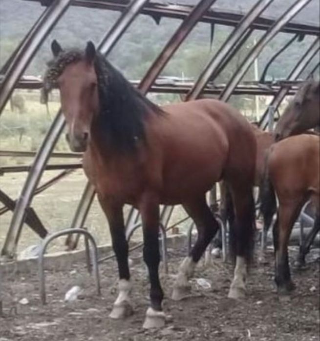 Кушумские жеребцы 3 года