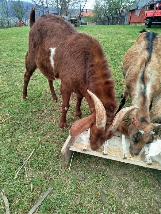 Vând 3 capre un țap și 6 iezisori