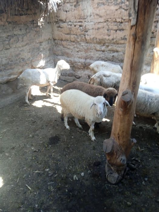 Кепе сатылады багасы 45000