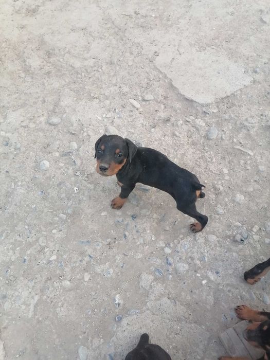 Доберман продаётся полтора месяца город Фергана