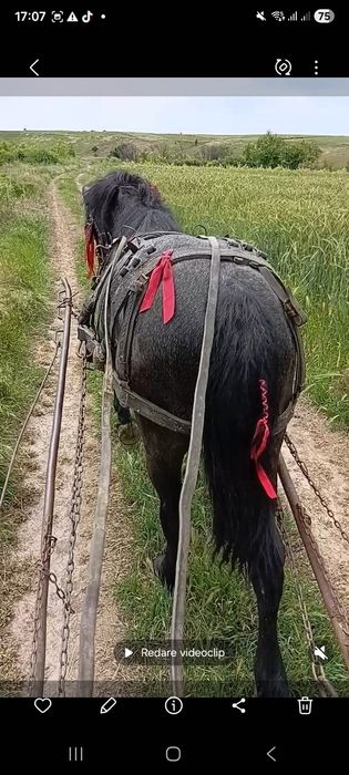 Mânză, 1 an de zile