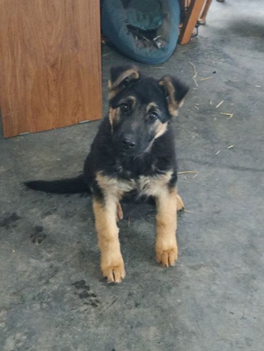 Щенок .Овчарка продам